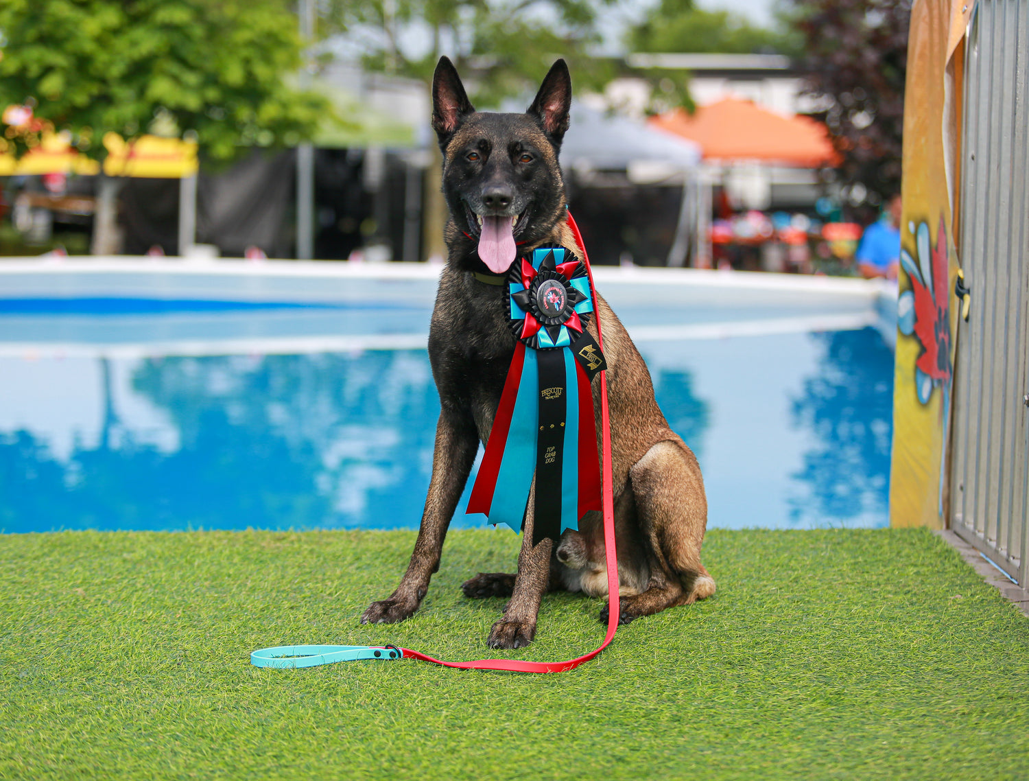 Combo Slip Leash
