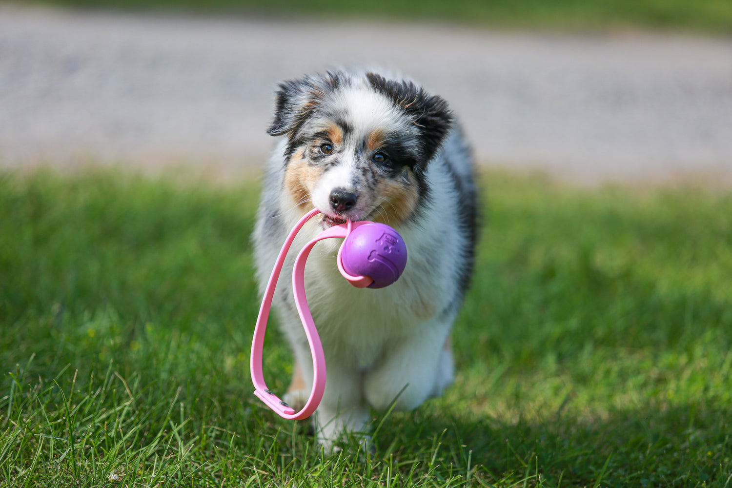Handle Ball Tug