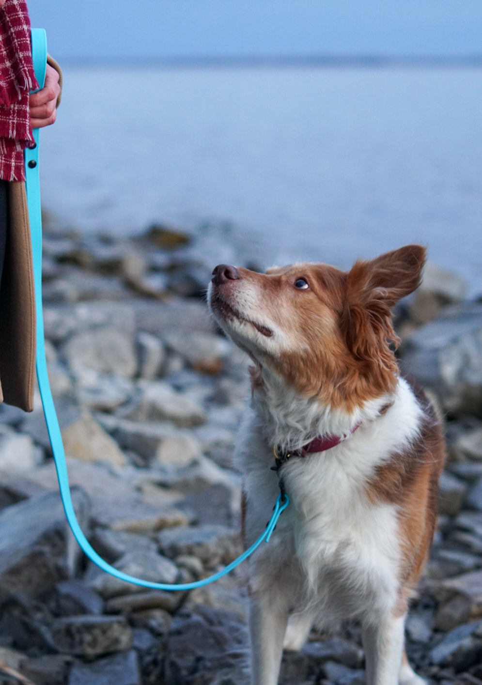 4ft Every Day Leash