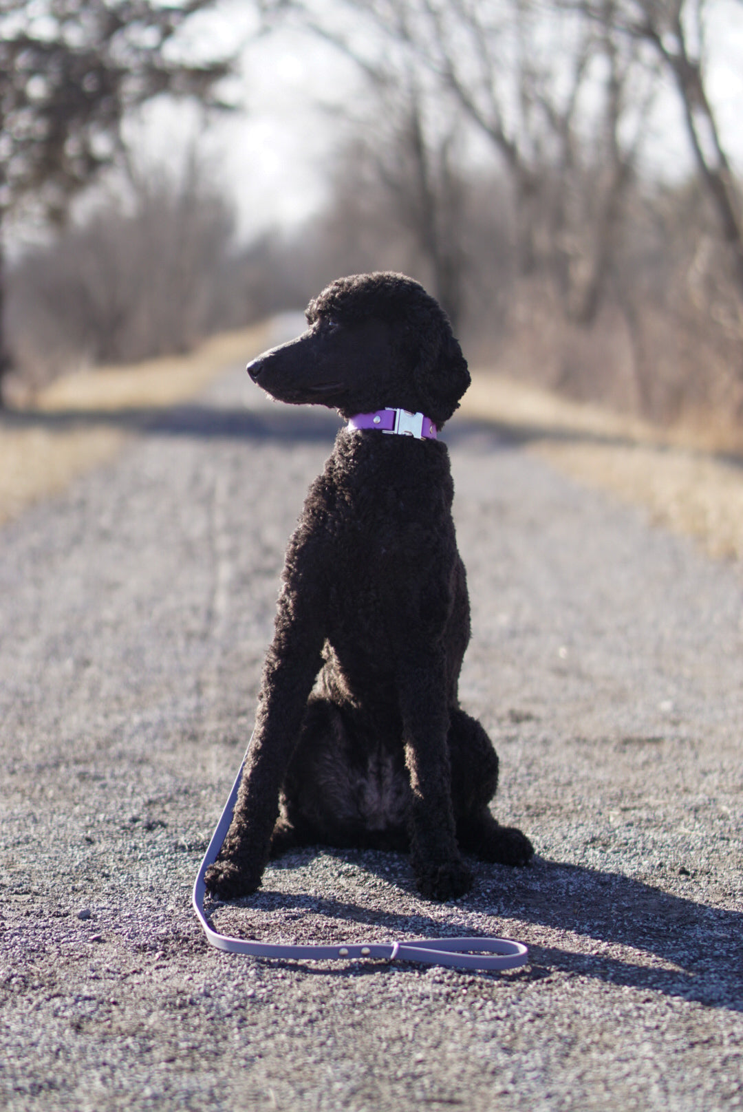 4ft Every Day Leash