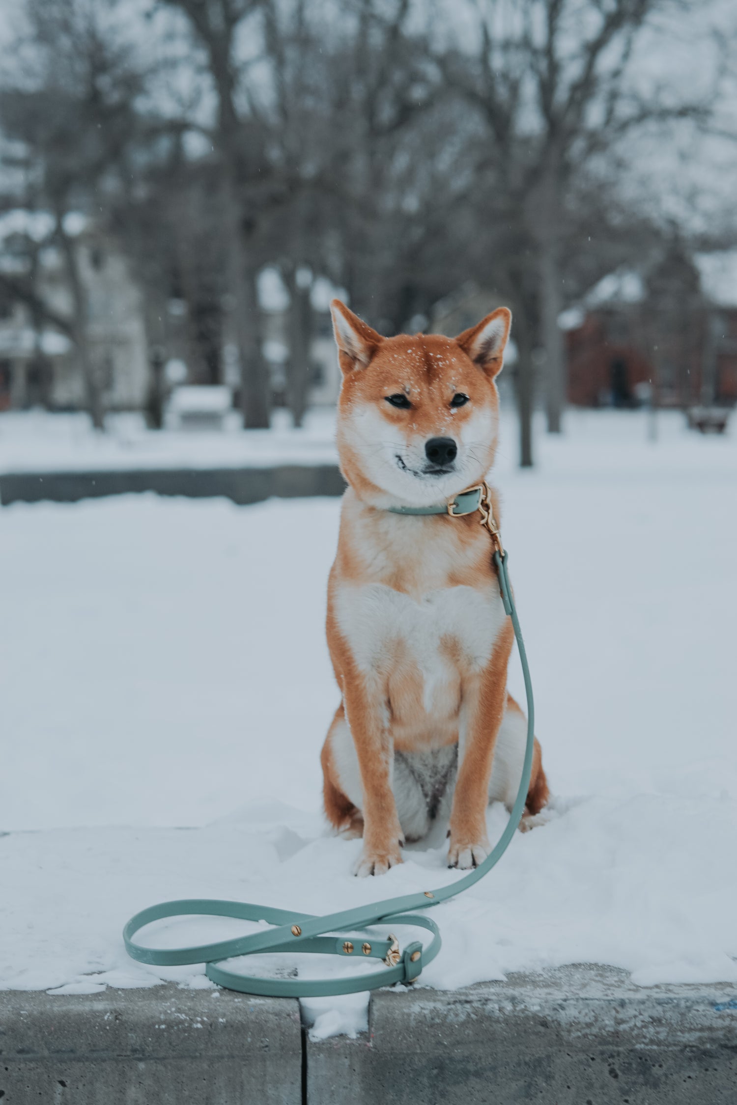 6ft Hands-Free Leash