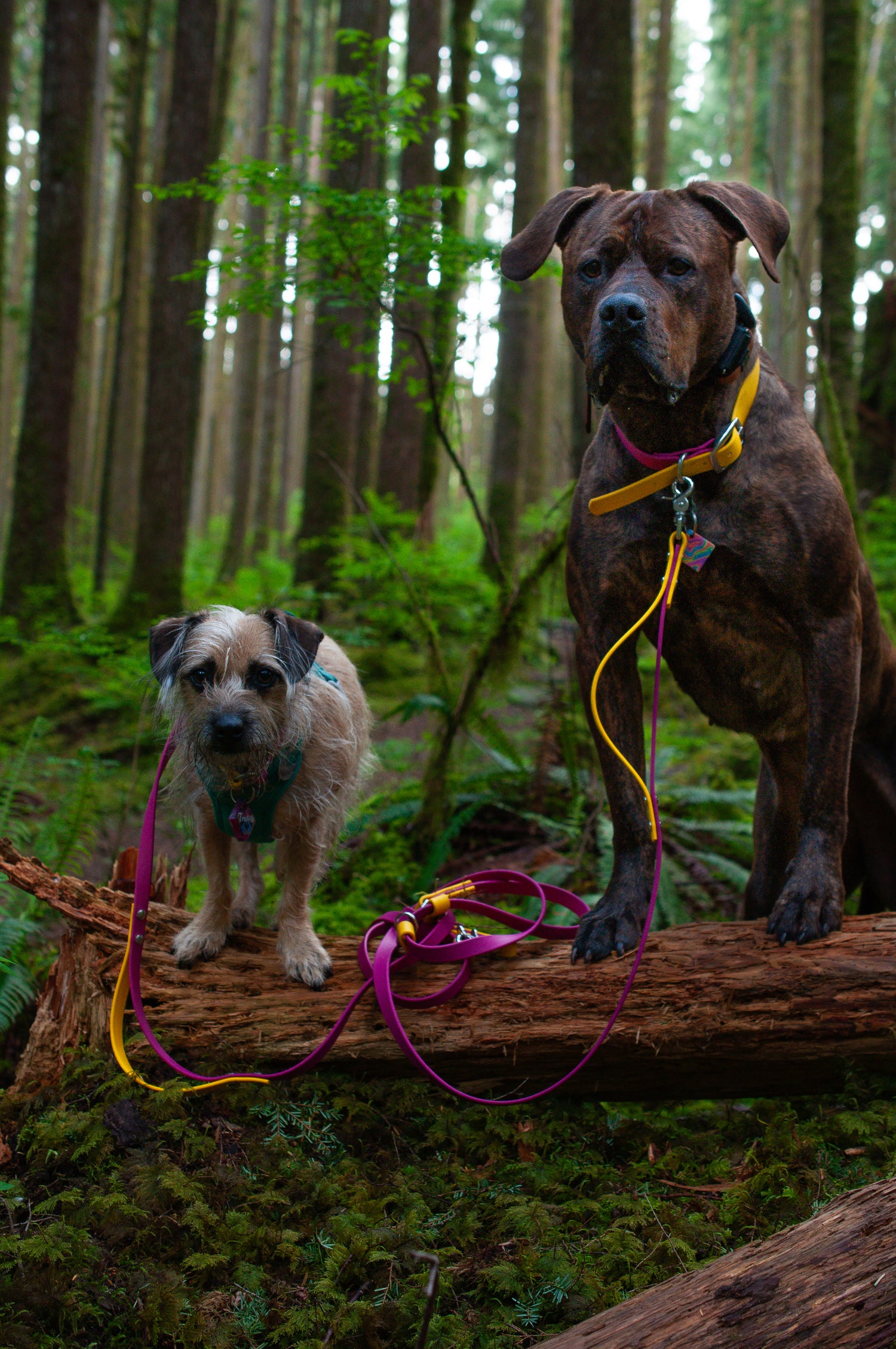 8ft Hands-Free Leash