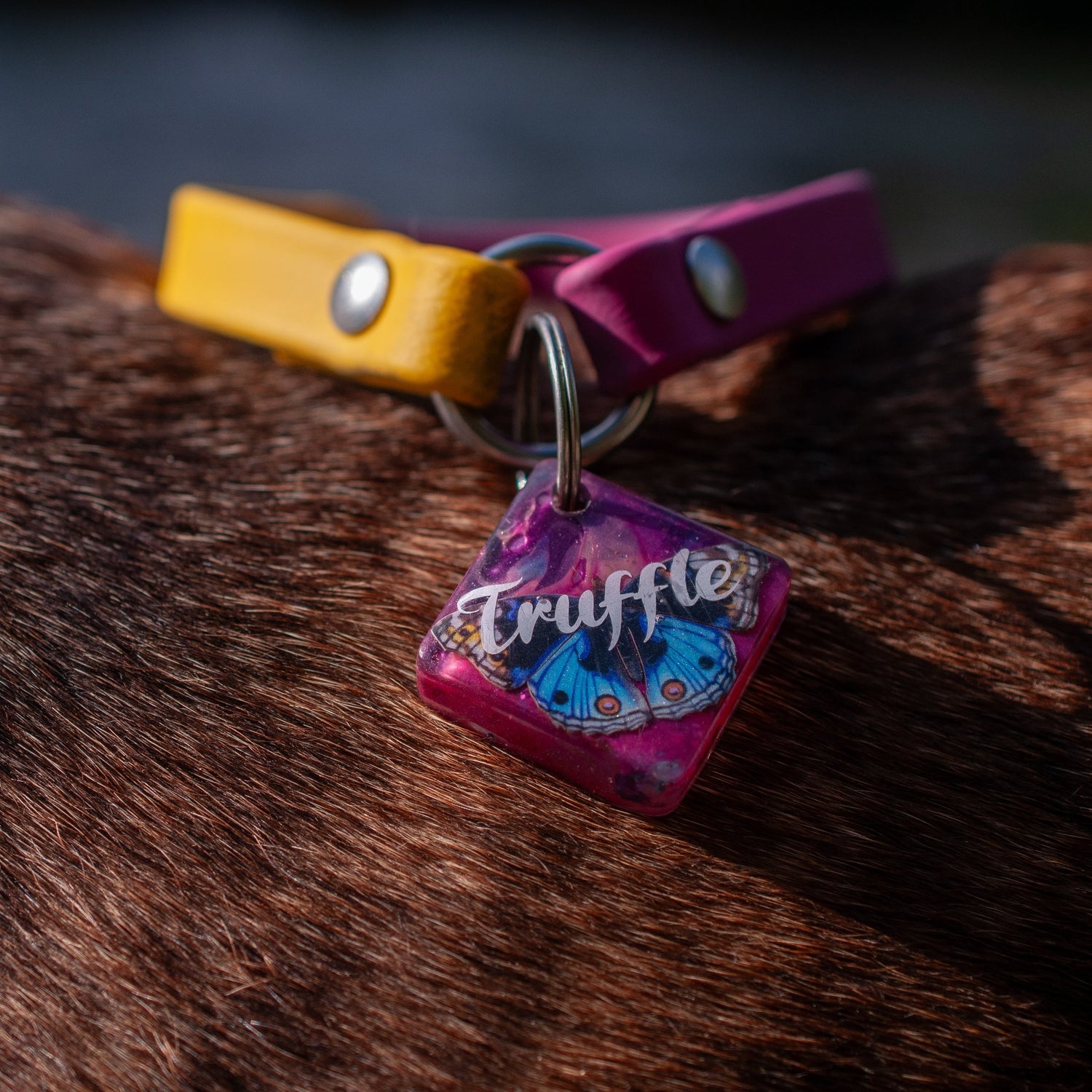 I.D Collar
