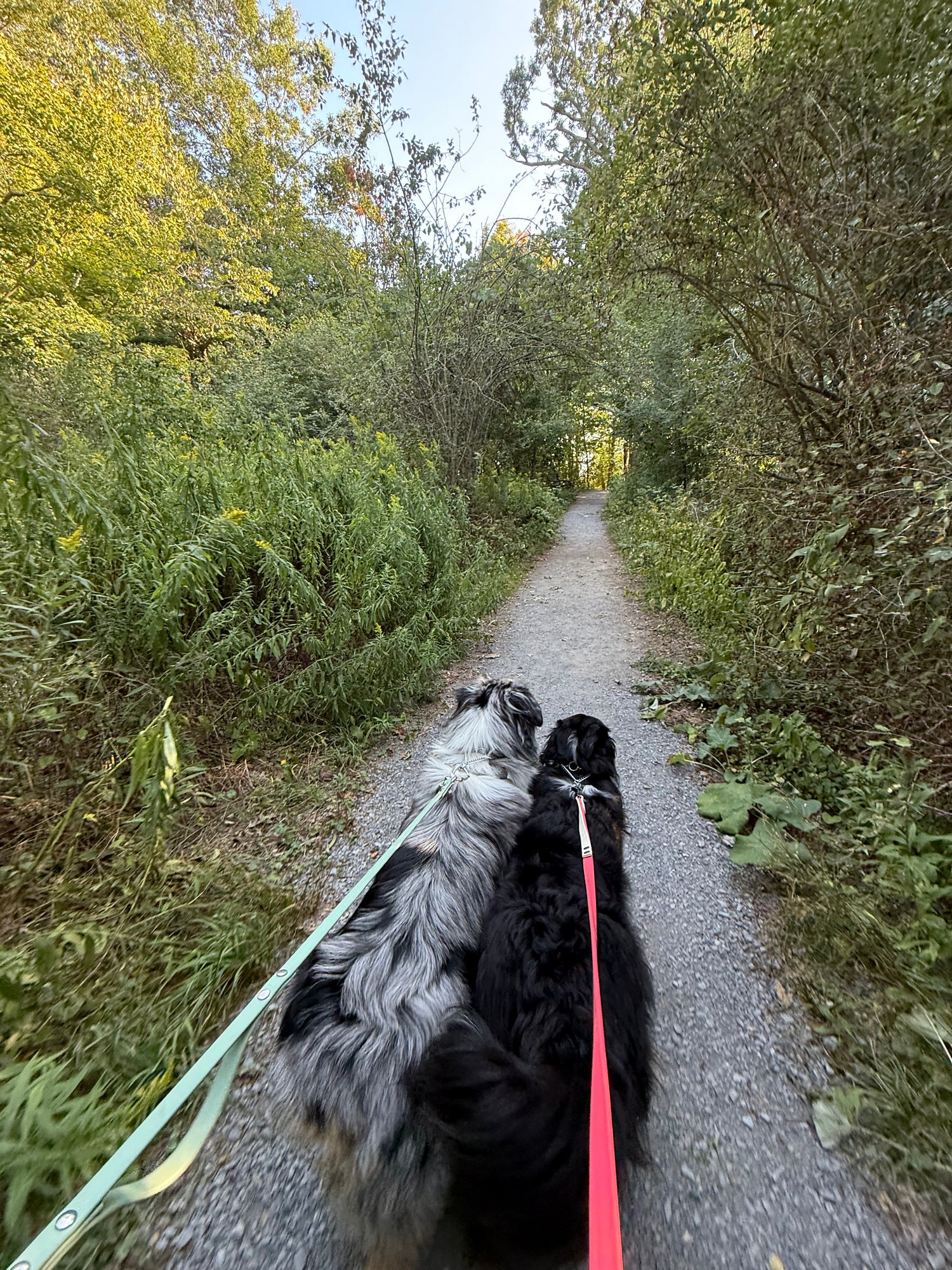 Hands-Free Leash