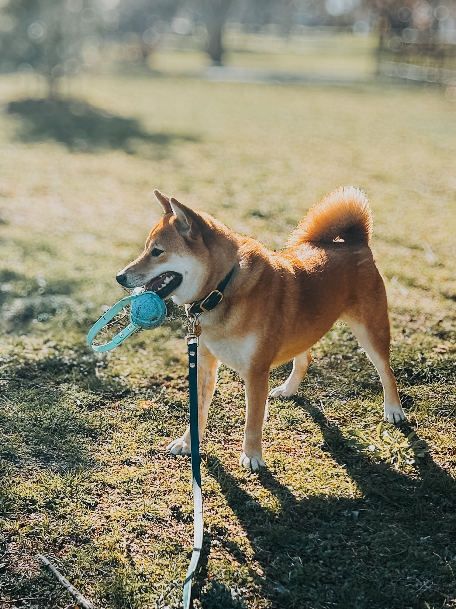 Handle Ball Tug