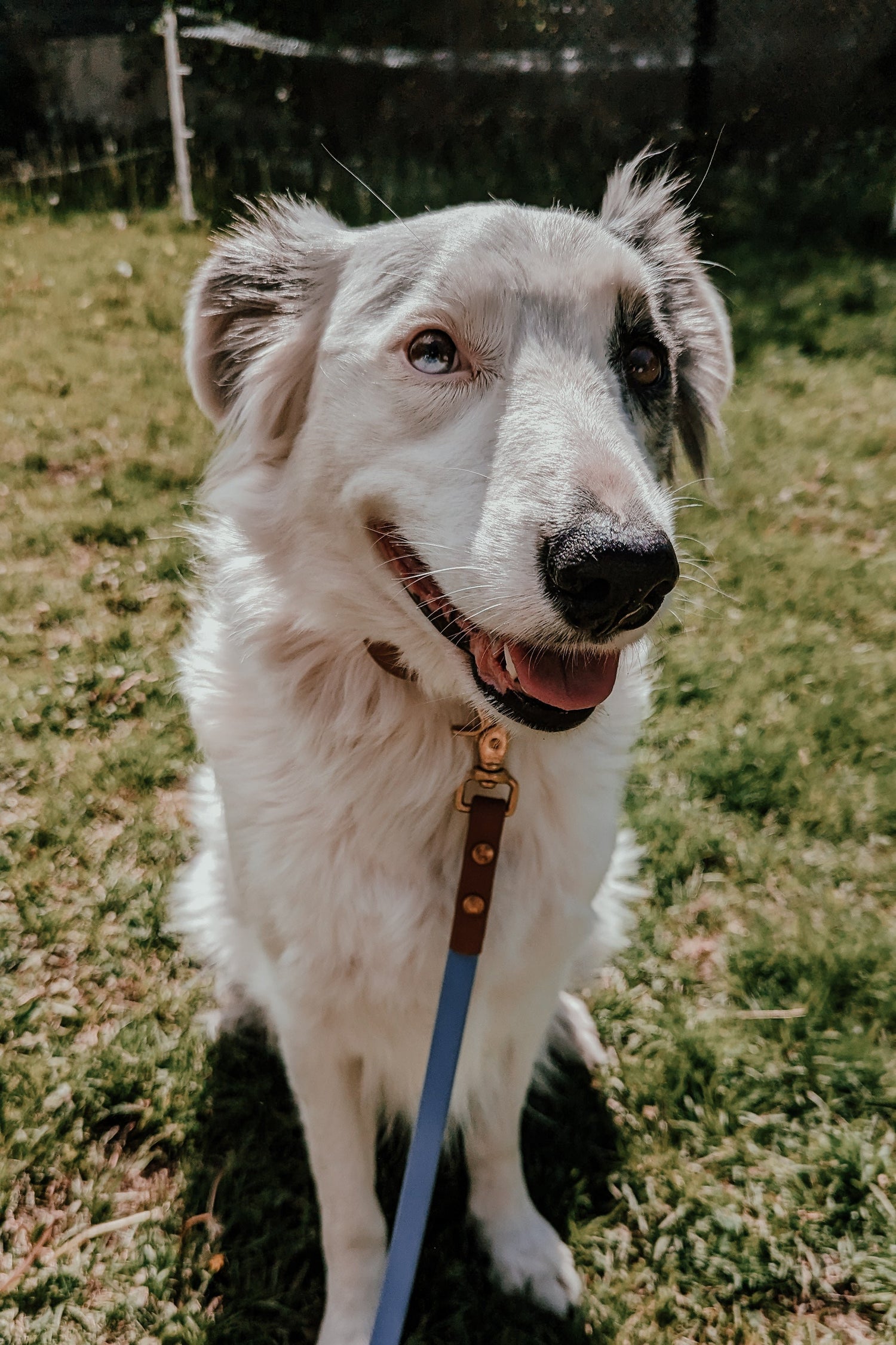 6ft Every Day Leash