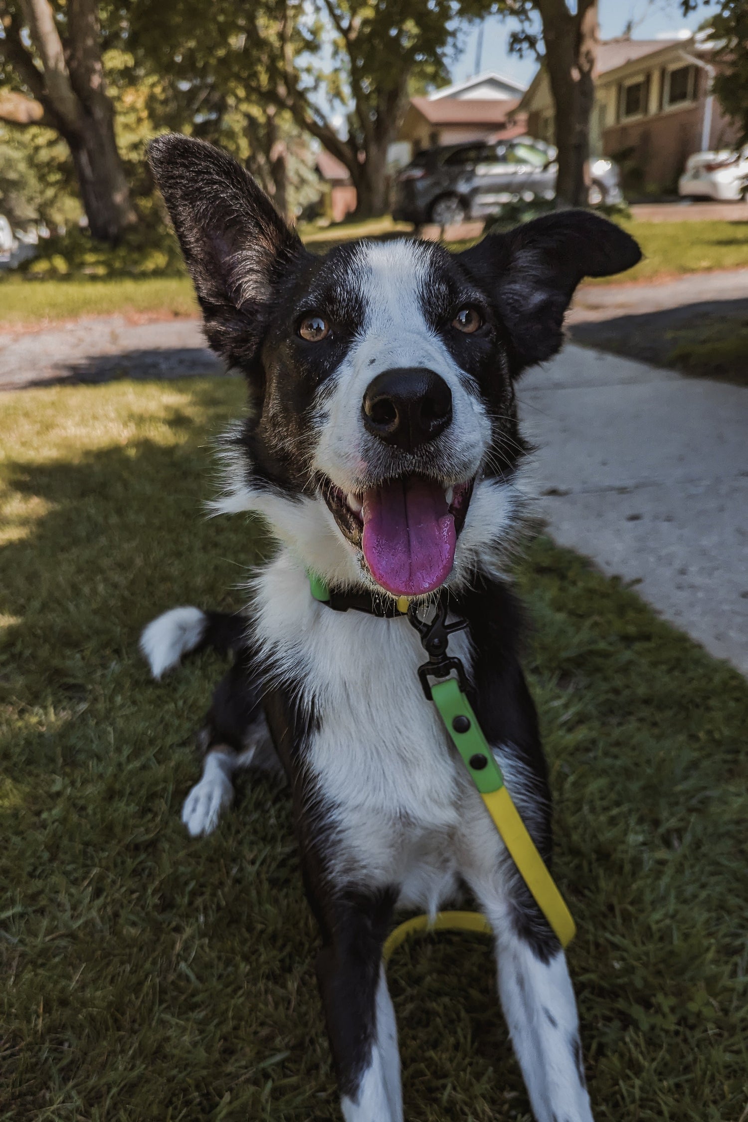 5ft Every Day Leash