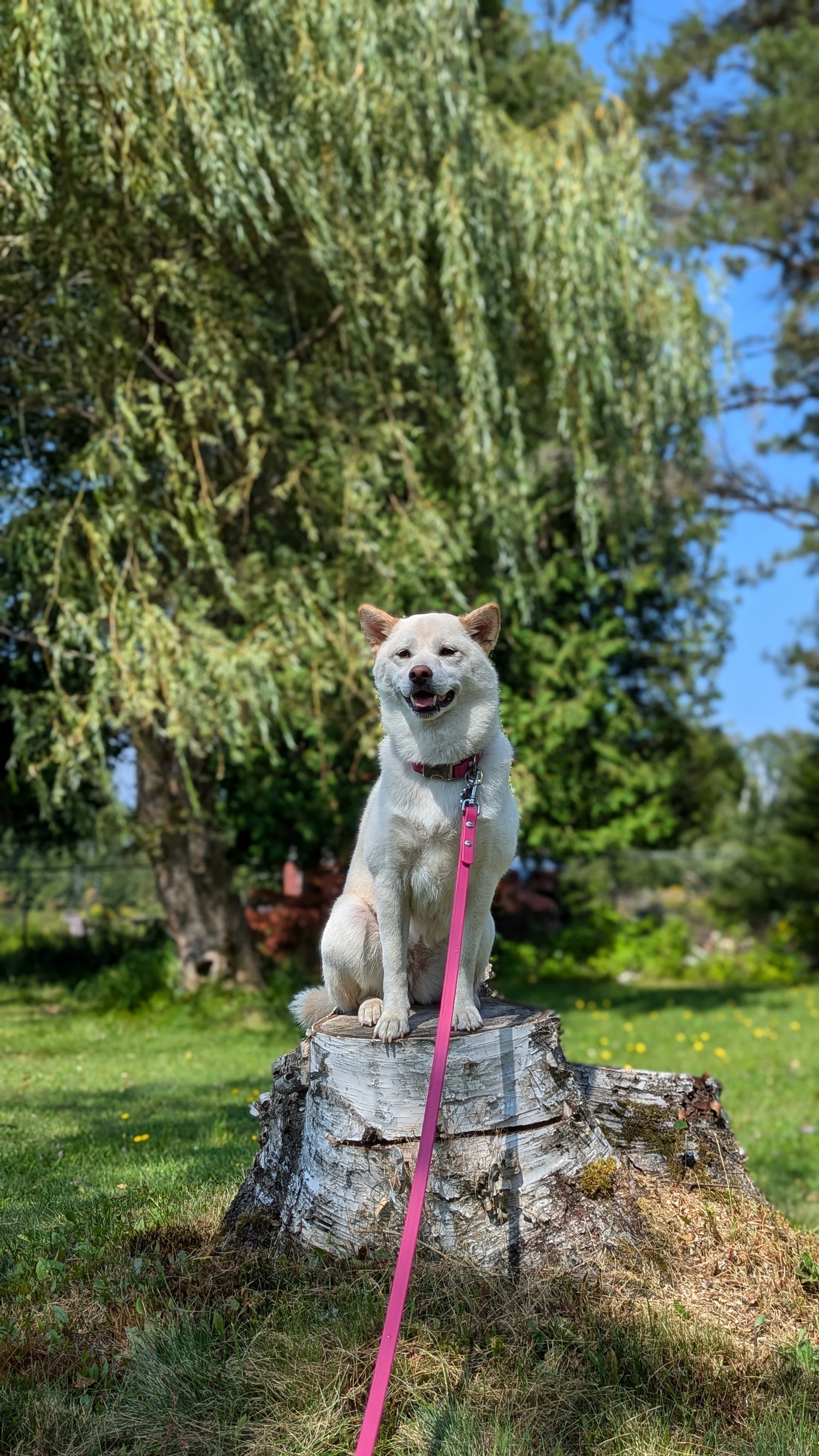 5ft Every Day Leash