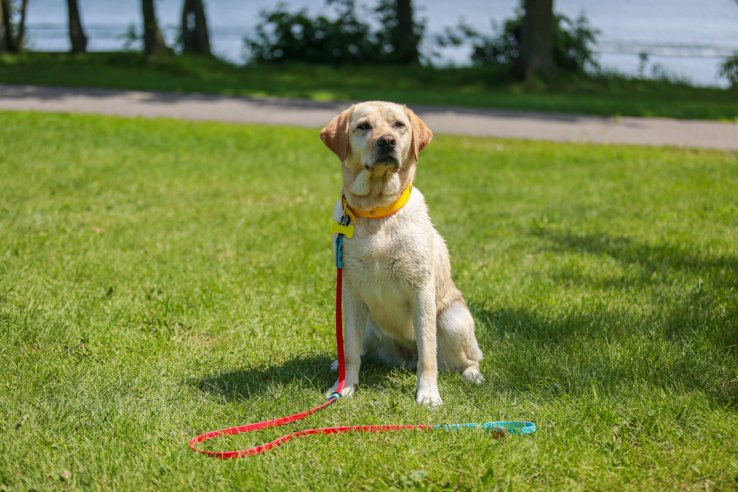 Combo Slip Leash