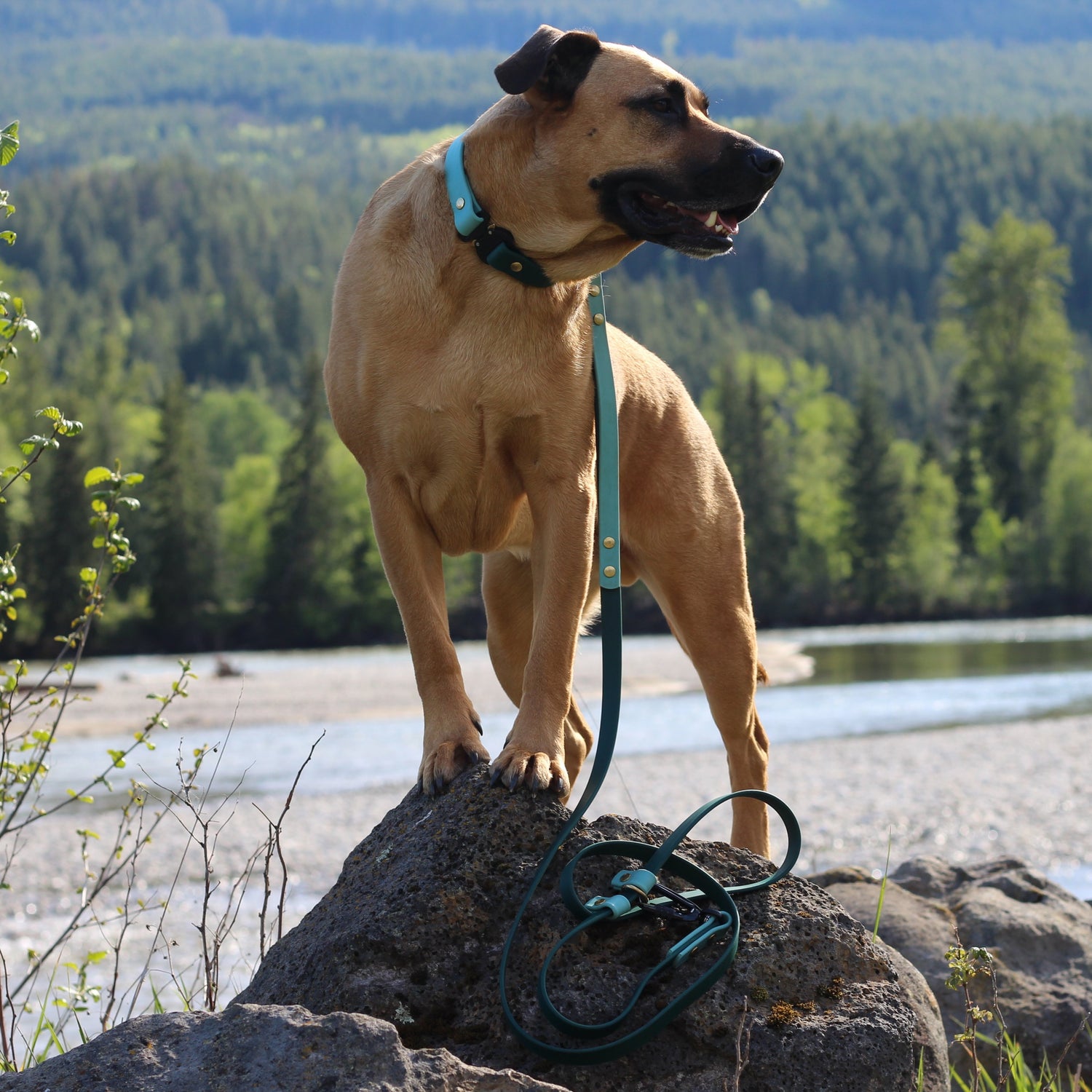 Adjustable Quick Release Collar